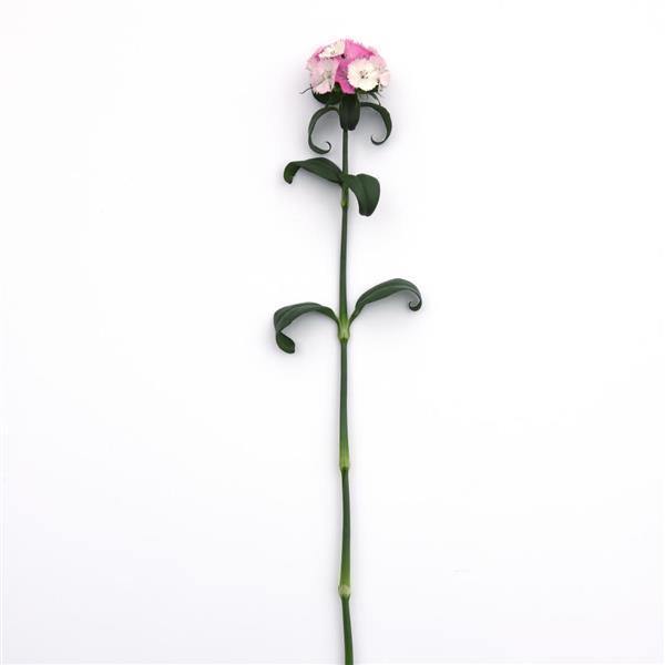 Dianthus Sweet Magic Pink Flower Seeds - ChhajedGarden.com