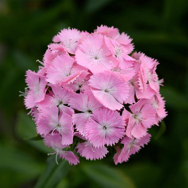 Dianthus Sweet Pink Flower Seeds - ChhajedGarden.com