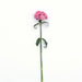 Dianthus Sweet Pink Flower Seeds - ChhajedGarden.com
