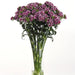 Dianthus Sweet Purple White Bicolor Flower Seeds - ChhajedGarden.com