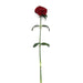 Dianthus Sweet Red Flower Seeds - ChhajedGarden.com