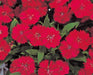 Dianthus Telstar Carmine Rose Flower Seeds - CGASPL