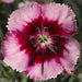 Dianthus Venti Parfait Crimson Eye Flower Seeds - CGASPL