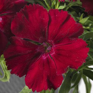 Dianthus Venti Parfait Crimson Flower Seeds - CGASPL