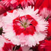 Dianthus Venti Parfait Strawberry Shades Flower Seeds - ChhajedGarden.com
