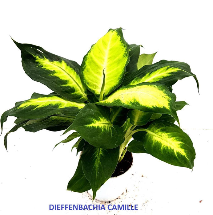 Dieffenbachia Camille Plant - CGASPL