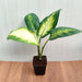 Dieffenbachia Sparkle Potted Plant on Marble Surface