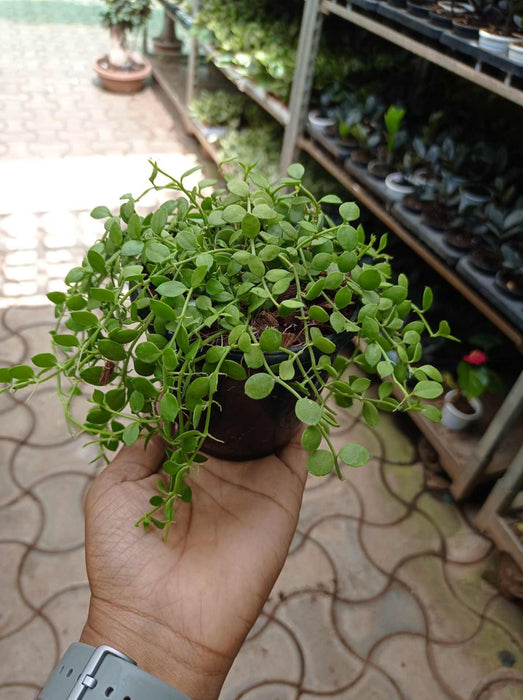 Dischidia Nummularia Plant - ChhajedGarden.com