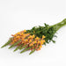 Antirrhinum Potomac Early Orange Flower Seeds - CGASPL