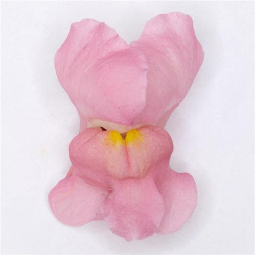 Antirrhinum Potomac Early Pink Flower Seeds - CGASPL