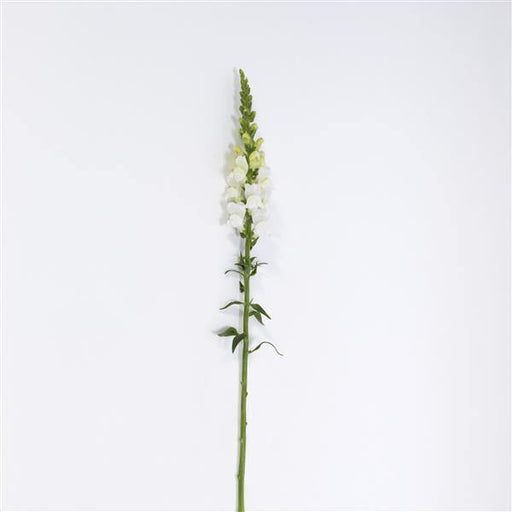 Antirrhinum Potomac Early White Flower Seeds - CGASPL