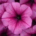 Petunia F1 Spreading Easy Wave Rose Fusion Flower Seeds - CGASPL