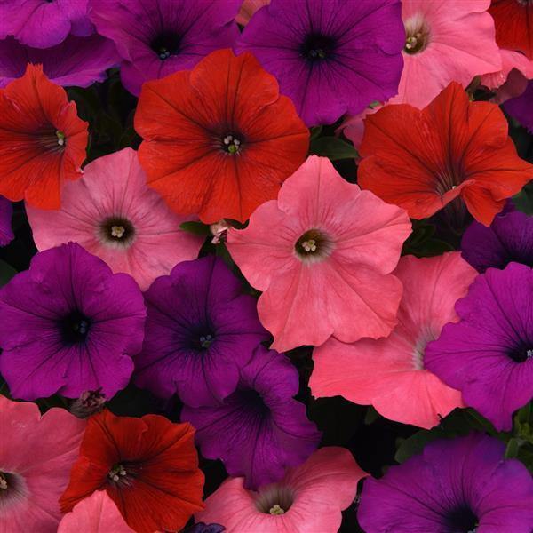 Petunia F1 Spreading Easy Wave South Beach Mix Flower Seeds - CGASPL