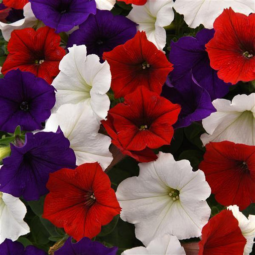 Petunia F1 Spreading Easy Wave The Flag Mix Flower Seeds - CGASPL