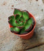 Echeveria 'Benimusume' Small Succulent Plant - CGASPL