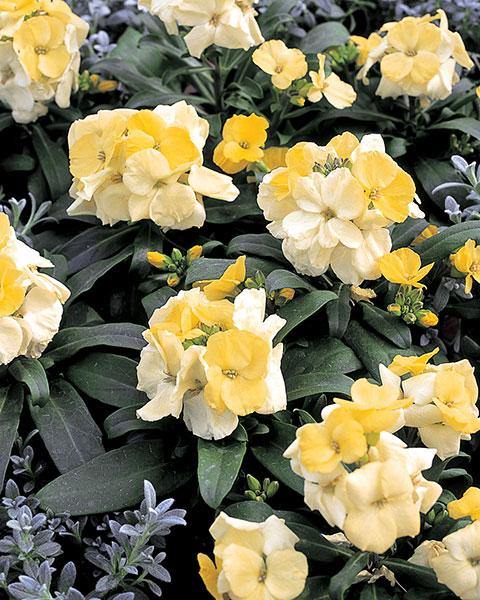 Erysimum Charity Cream Yellow Flower Seeds - CGASPL