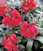Erysimum Charity Rose Red Flower Seeds - CGASPL