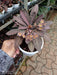 Euphorbia Francoisii Small Flower Succulent Plant - ChhajedGarden.com