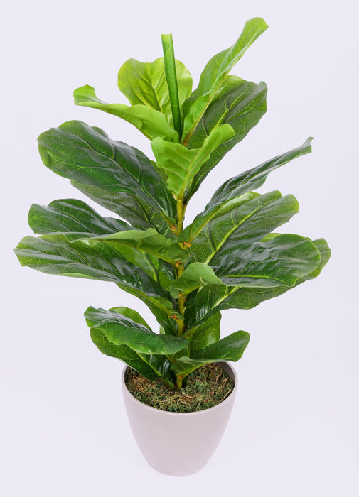 Artificial Ficus Lyrata Plant with Pot - 22" (Pack of 3 Plants ) - CGASPL