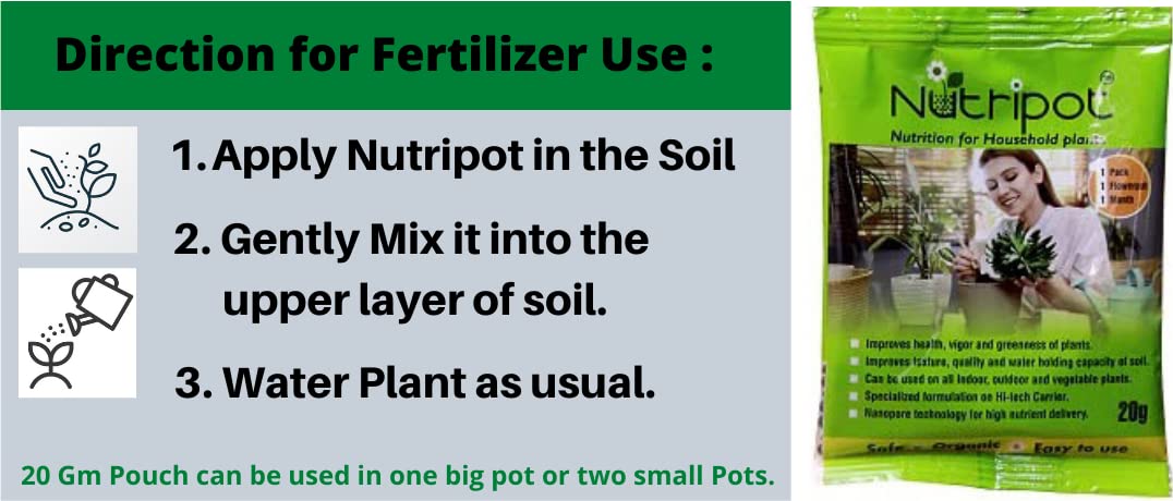 Prosperity Trio: Air-Purifying Money Plants in Flower Pots (Pack of 3)