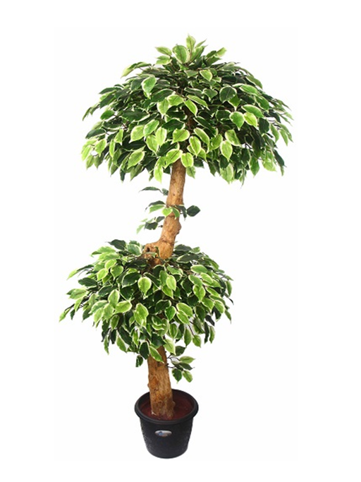 Artificial Varigated Ficus Double Topiary in Coffee Wood-2 X 1 -5 feet - CGASPL