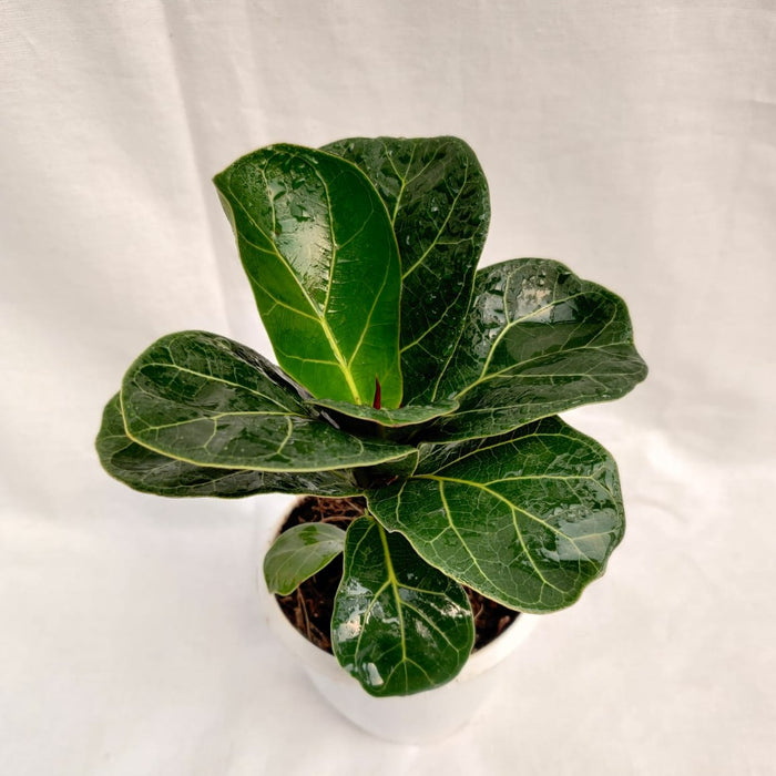 Stylish-Fiddle-Leaf-Fig-Office-Plant