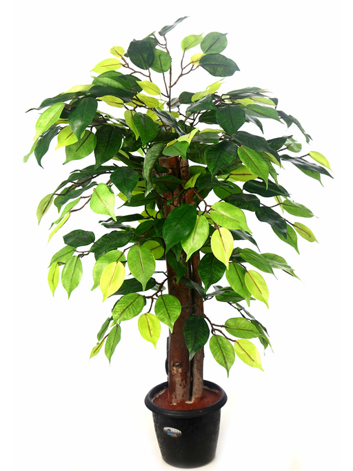 Artificial Ficus Plant with Natural Stick - 2 feet - CGASPL