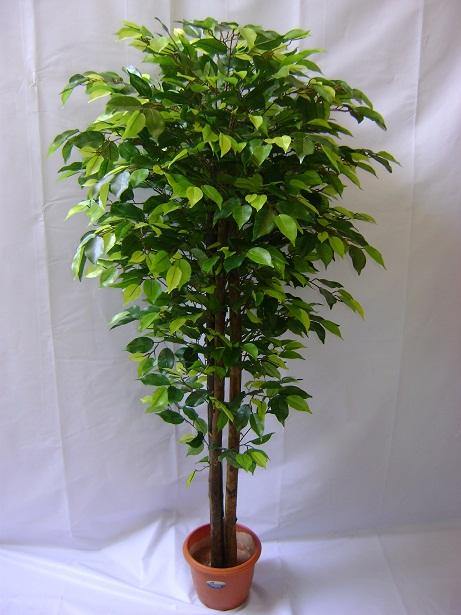 Artificial Ficus  Plant Natural Stick - 6 Feet - CGASPL
