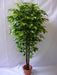 Artificial Ficus  Plant Natural Stick - 6 Feet - CGASPL