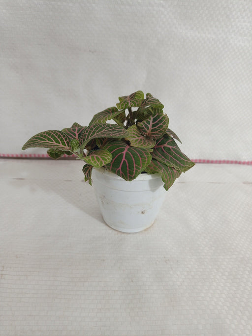 Fittonia Pink-Green Color Plant - CGASPL