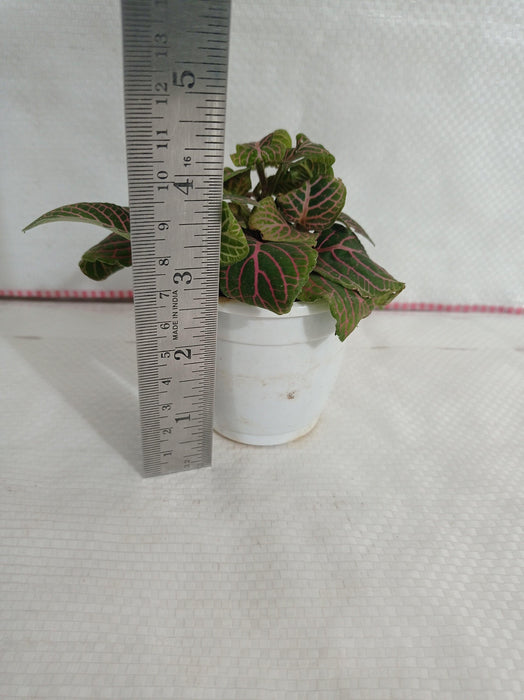 Fittonia Pink-Green Color Plant - CGASPL