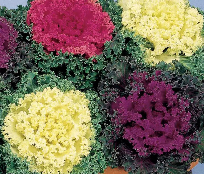 Ornamental Cabbage Nagoya Mix Flower Seeds