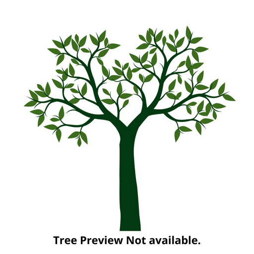 chennangi plant seeds Lagerstroemia speciosa Chennangi Seeds -1 Kg