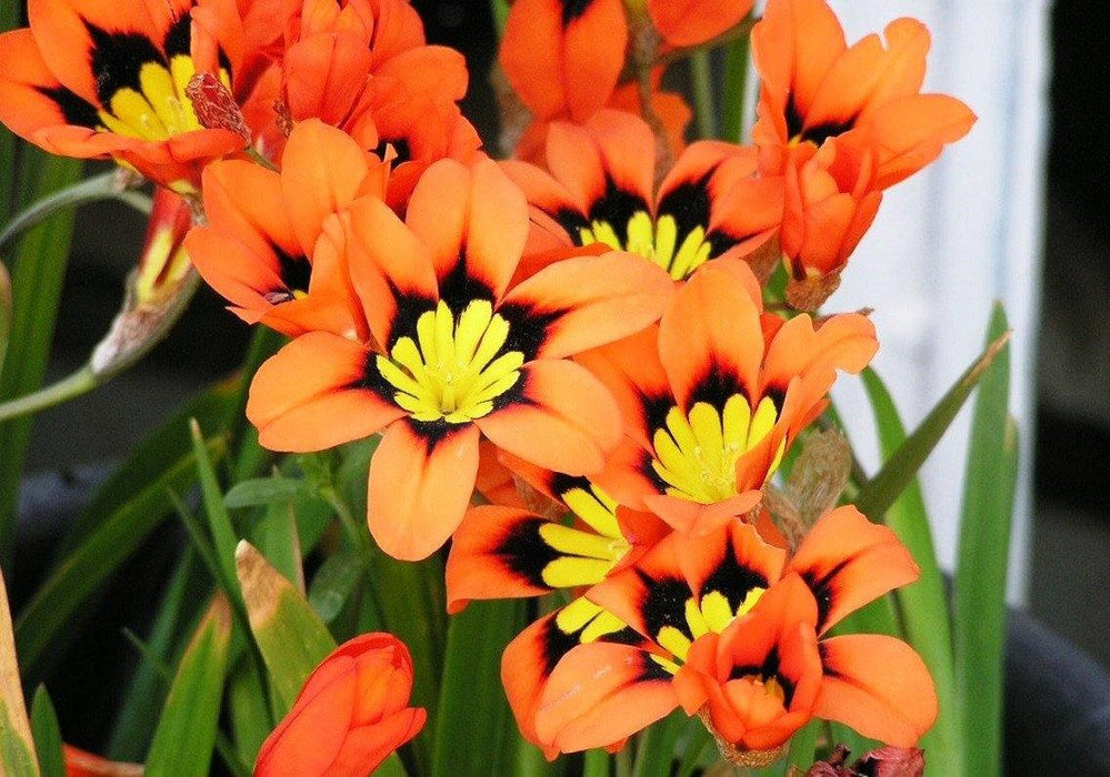Freesia-like Sparaxis Tricolor Flower Bulbs (Pack of 10) - CGASPL
