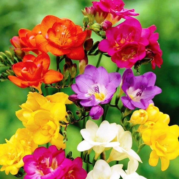 Freesia Mixed Flower Bulbs (Pack of 10) - CGASPL
