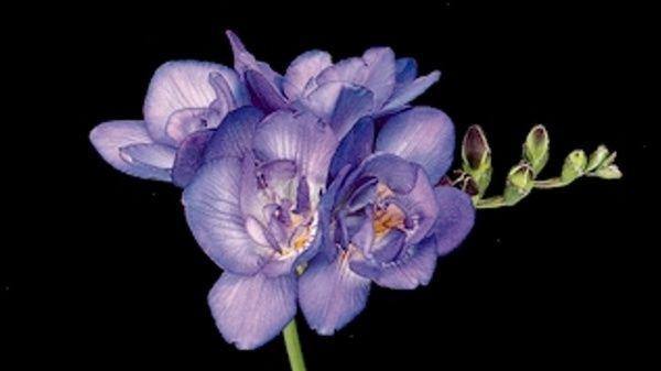 Freesia Purple Flower Bulbs (Pack of 6) - CGASPL