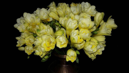 Freesia double Yellow Flower Bulbs (Pack of 6) - CGASPL
