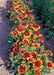Gaillardia Arizona Sun Flower Seeds - CGASPL