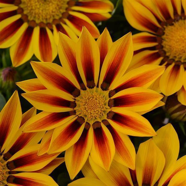 Gazania New Day Red Stripe Flower Seeds - CGASPL