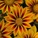 Gazania New Day Red Stripe Flower Seeds - CGASPL