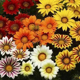 Gazania Big Kiss Mix Flower Seeds - ChhajedGarden.com
