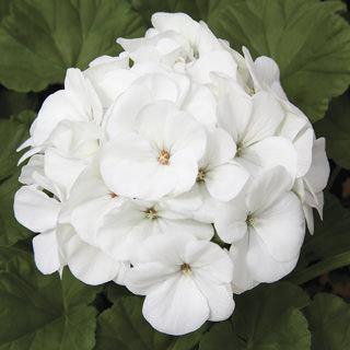 Geranium Maverick White Picotee Flower Seeds - CGASPL