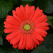 Gerbera ColorBloom Cherry Light Eye Flower Seeds - CGASPL