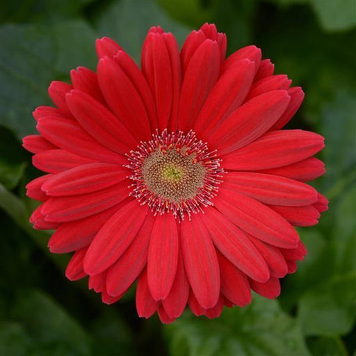 Gerbera ColorBloom Deep Rose Light Eye Flower Seeds - CGASPL