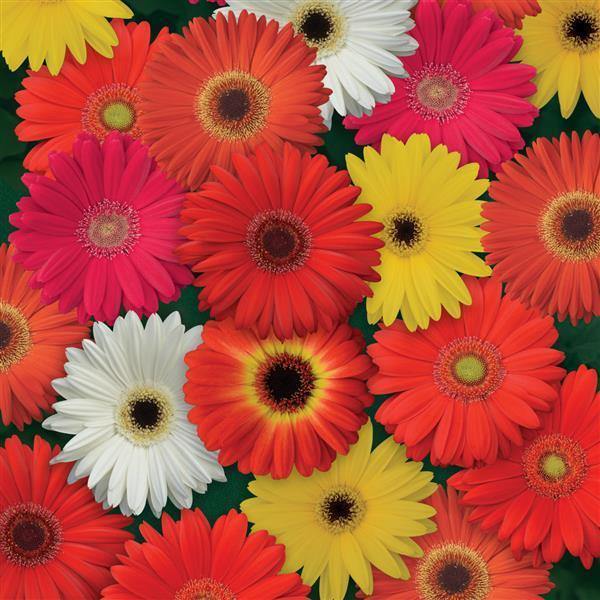 Gerbera ColorBloom Mix Flower Seeds - CGASPL