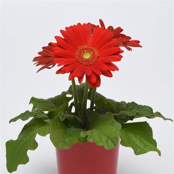 Gerbera ColorBloom Red Light Eye Flower Seeds - CGASPL