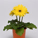 Gerbera ColorBloom Yellow Dark Eye Flower Seeds - CGASPL