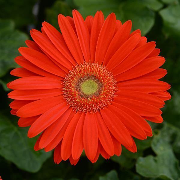 Gerbera Mega Revolution Bright Orange Light Eye Flower Seeds - CGASPL