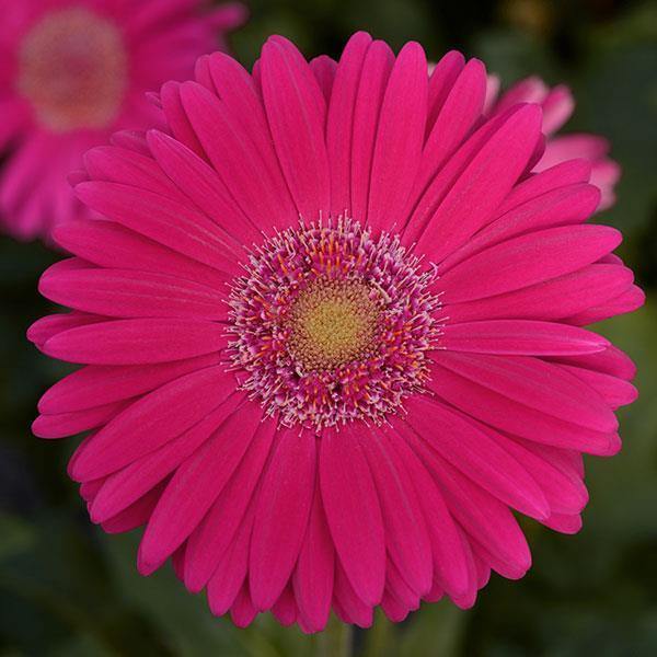 Gerbera Mega Revolution Deep Rose Light Eye Flower Seeds - CGASPL