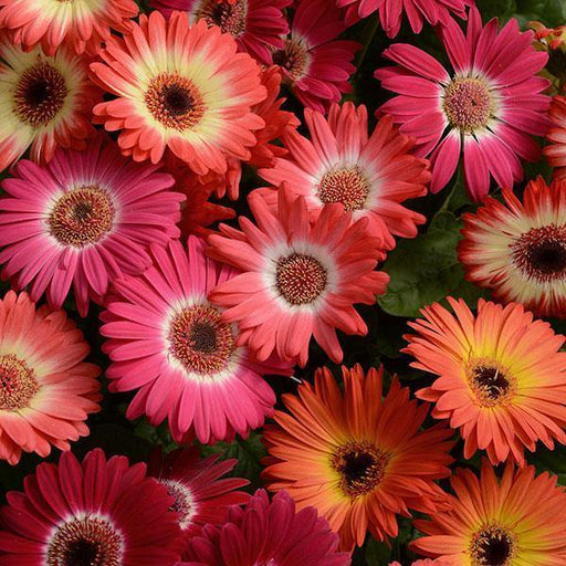 Gerbera Revolution Bicolor Mix Flower Seeds - CGASPL